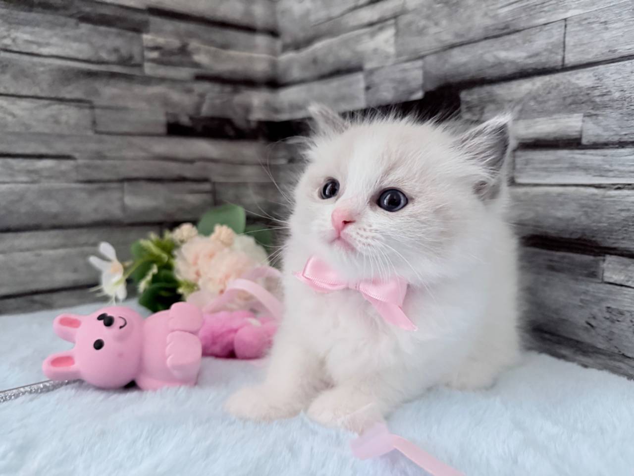 ラグドール（女の子）