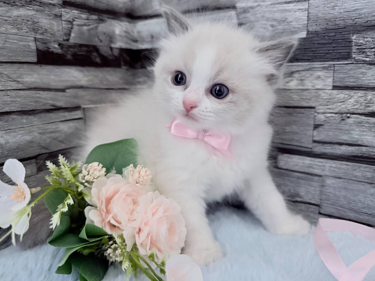 ラグドール（女の子）