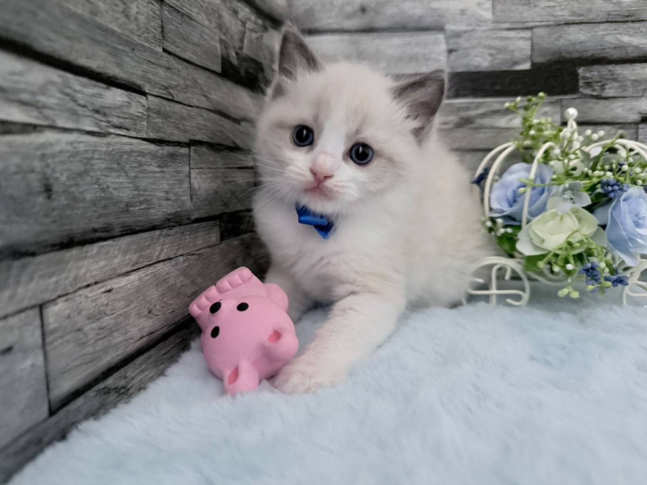 ラグドール（男の子）