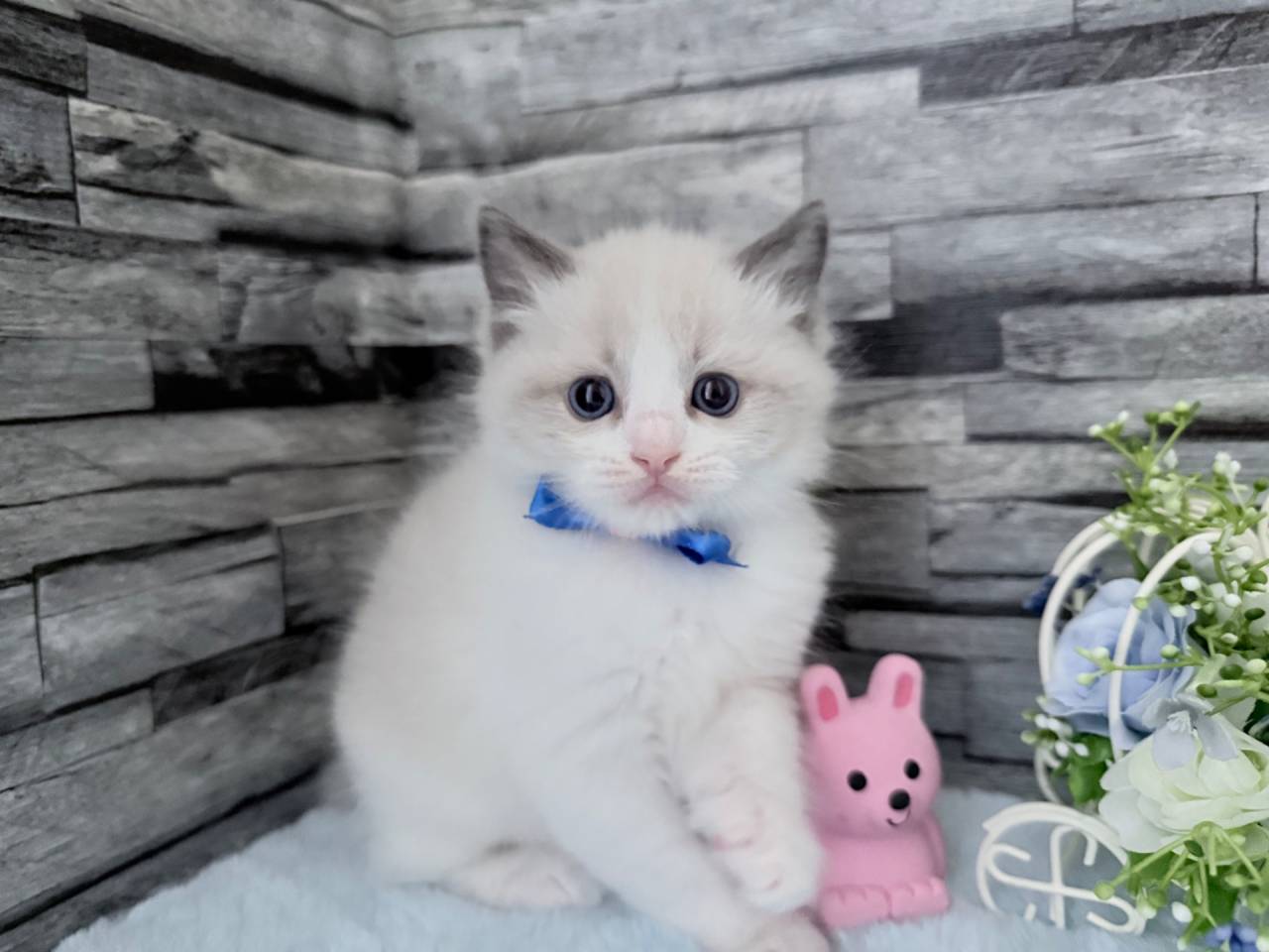 ラグドール（男の子）