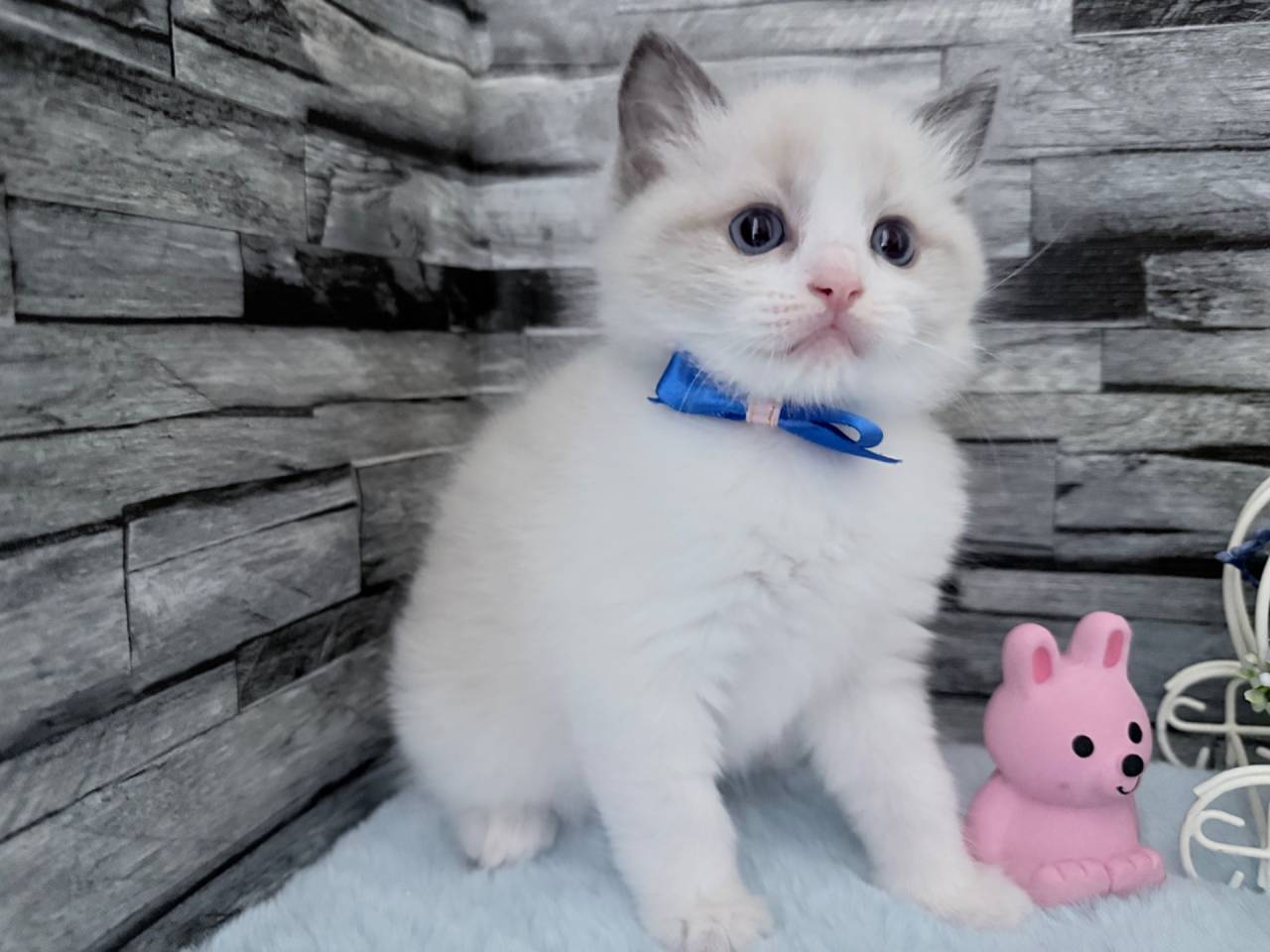 ラグドール（男の子）