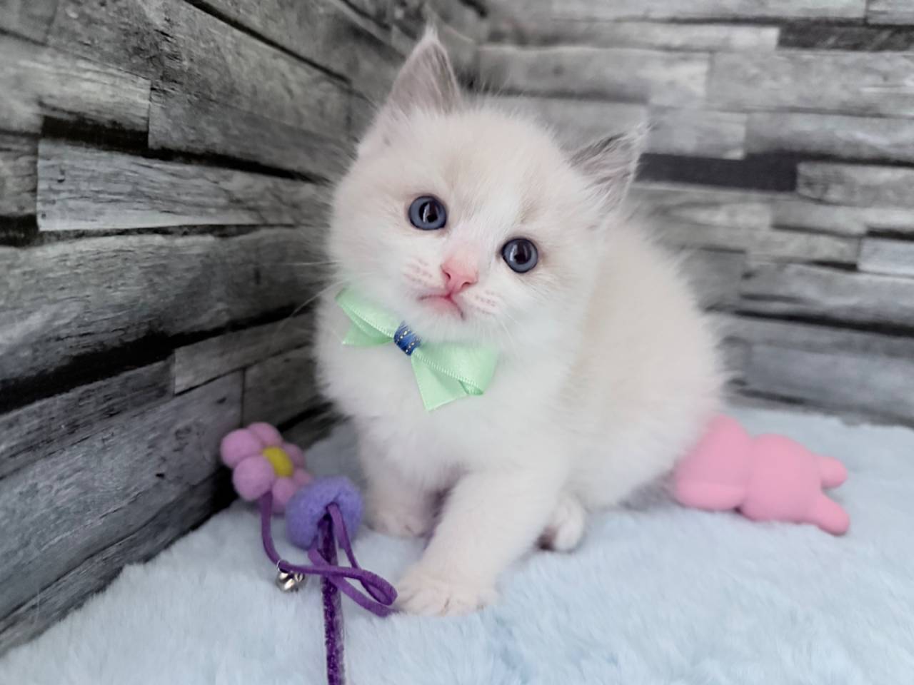 ラグドール（男の子）