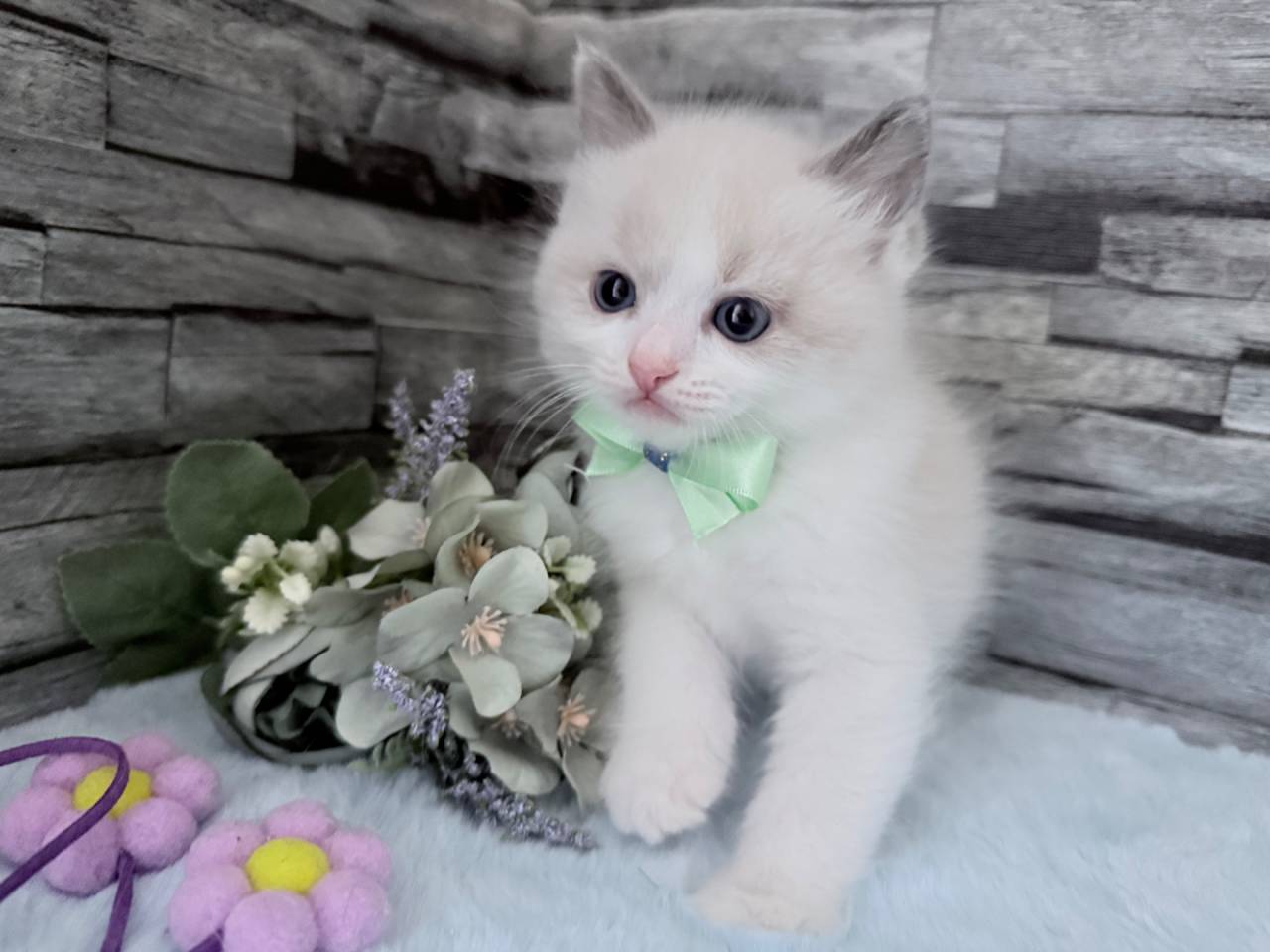 【茨城県】ラグドール/ブルーポイントバイカラーの男の子