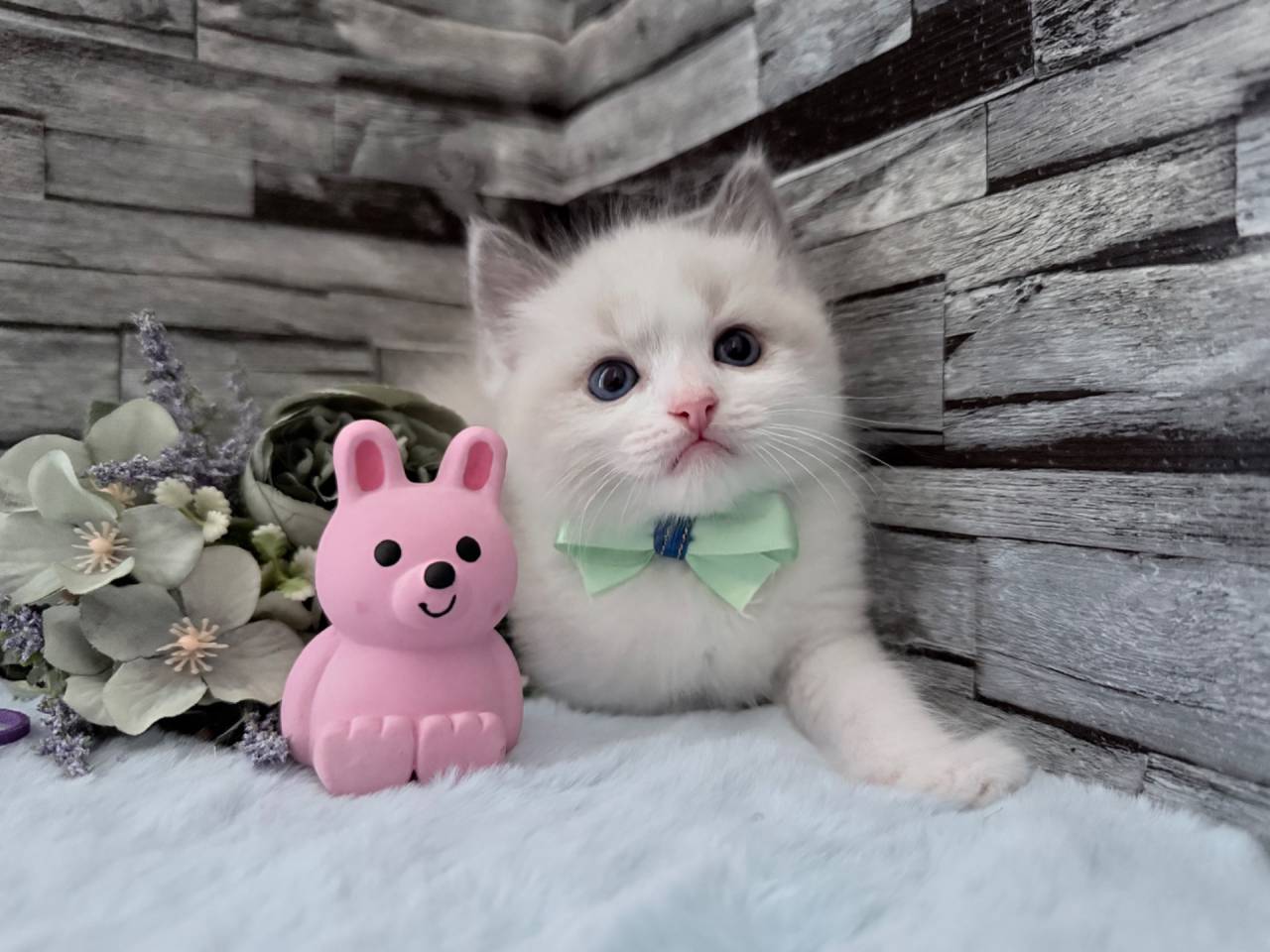 ラグドール（男の子）