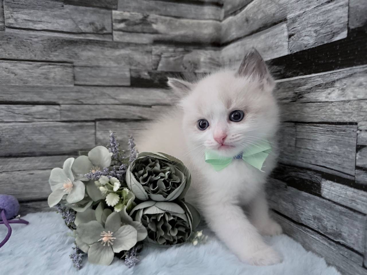 ラグドール（男の子）