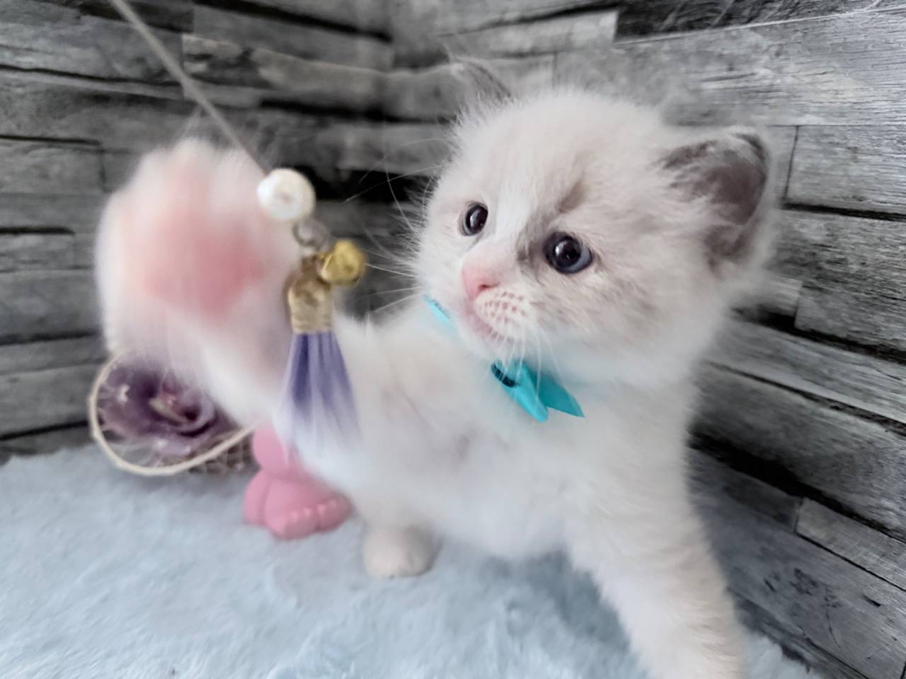 ラグドール（男の子）