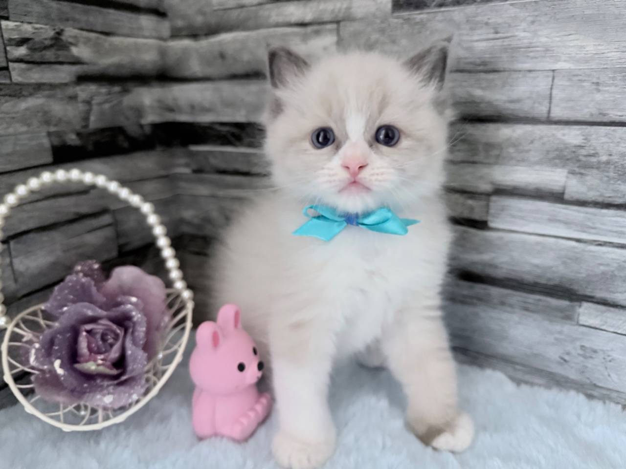 ラグドール（男の子）