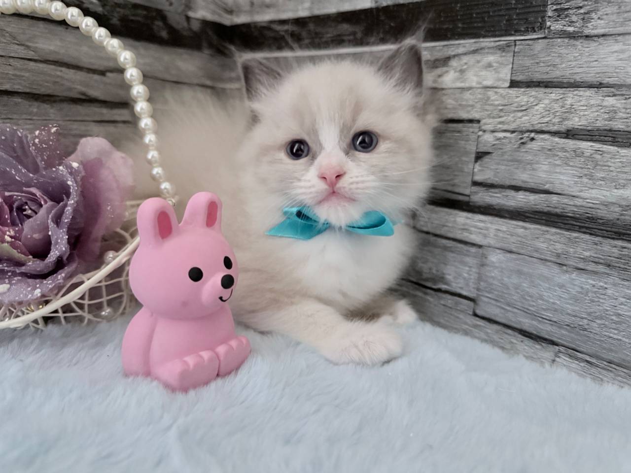 ラグドール（男の子）