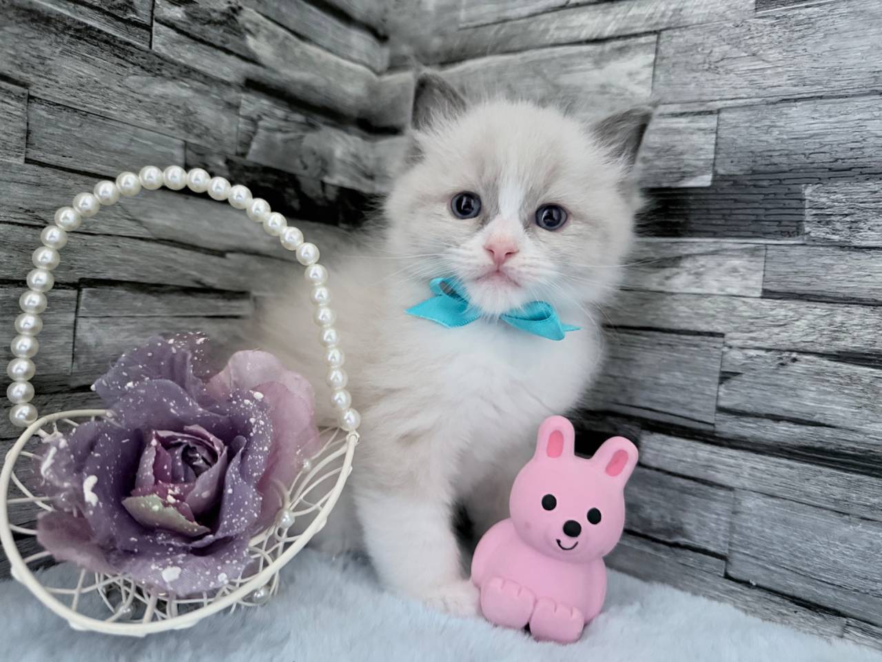 【茨城県】ラグドール/ブルーポイントバイカラーの男の子