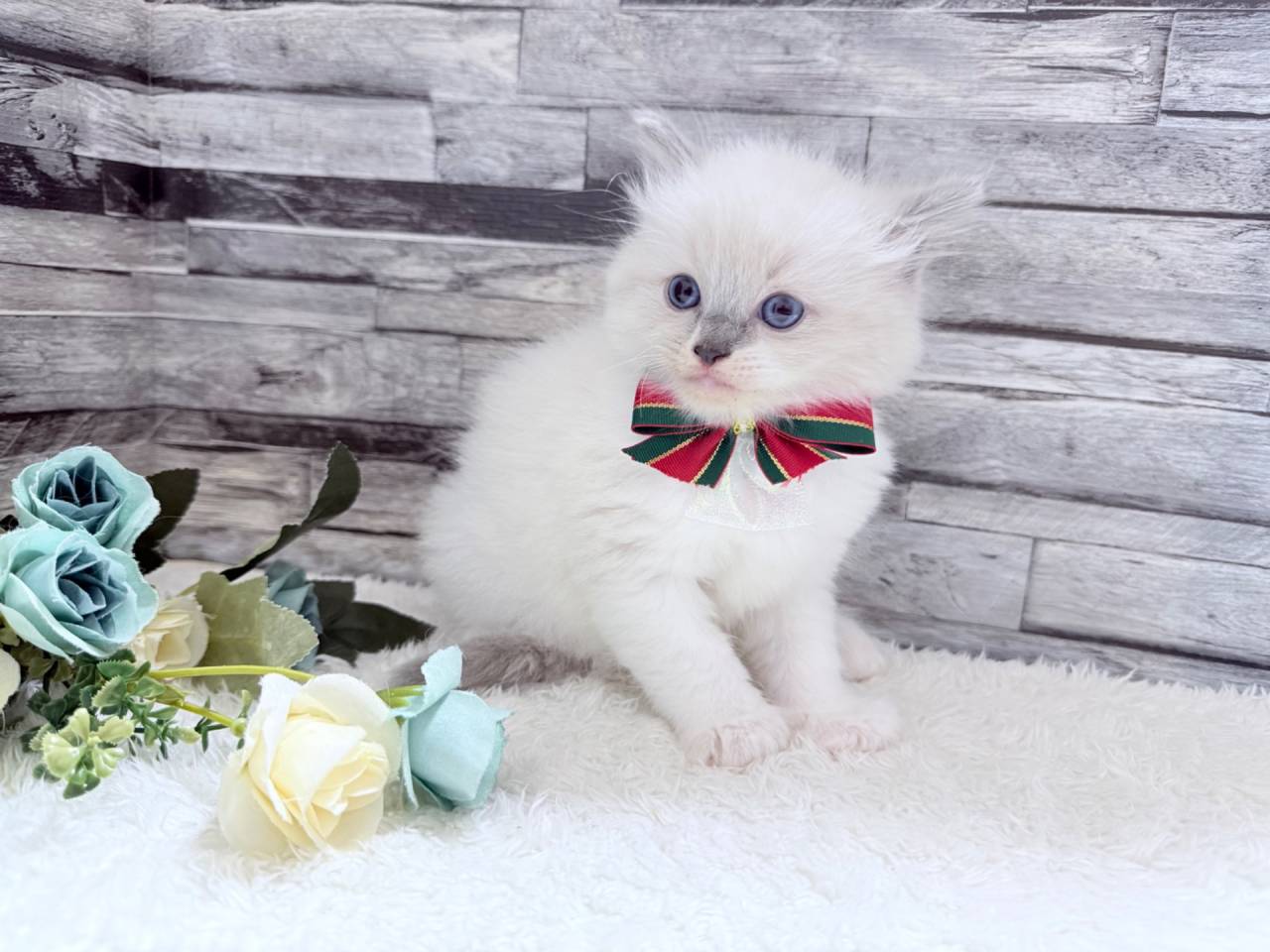 ラグドール（女の子）