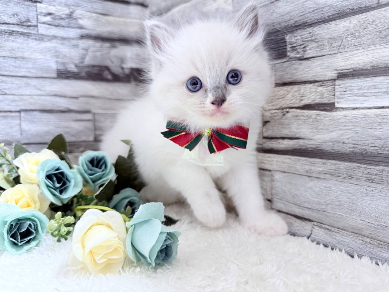 【茨城県】ラグドール/ブルーポイントの女の子