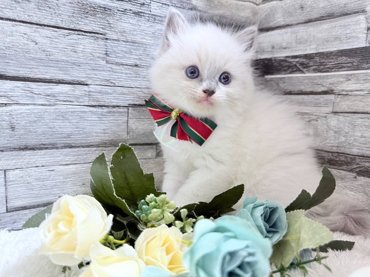 ラグドール（女の子）