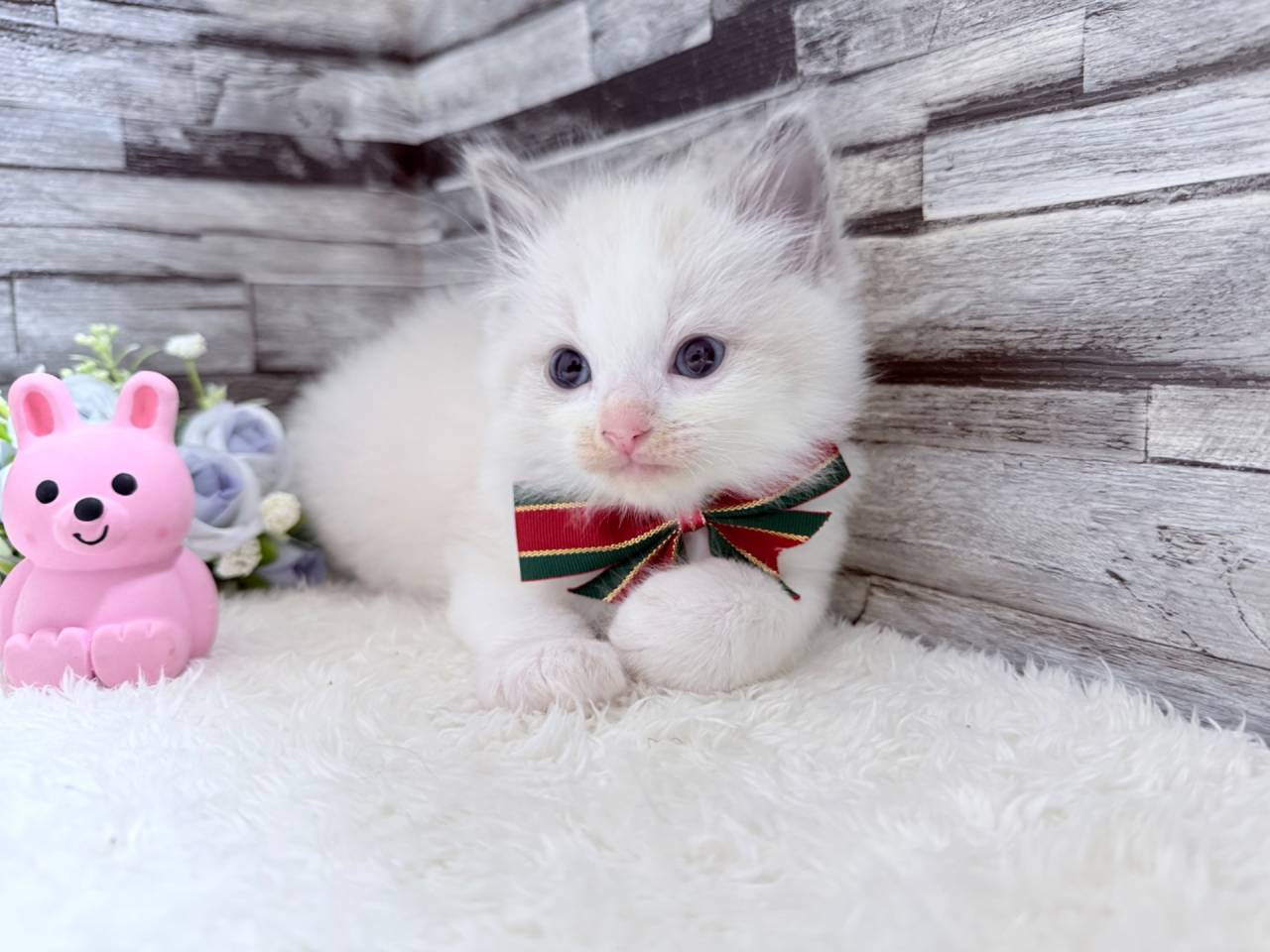 ラグドール（男の子）