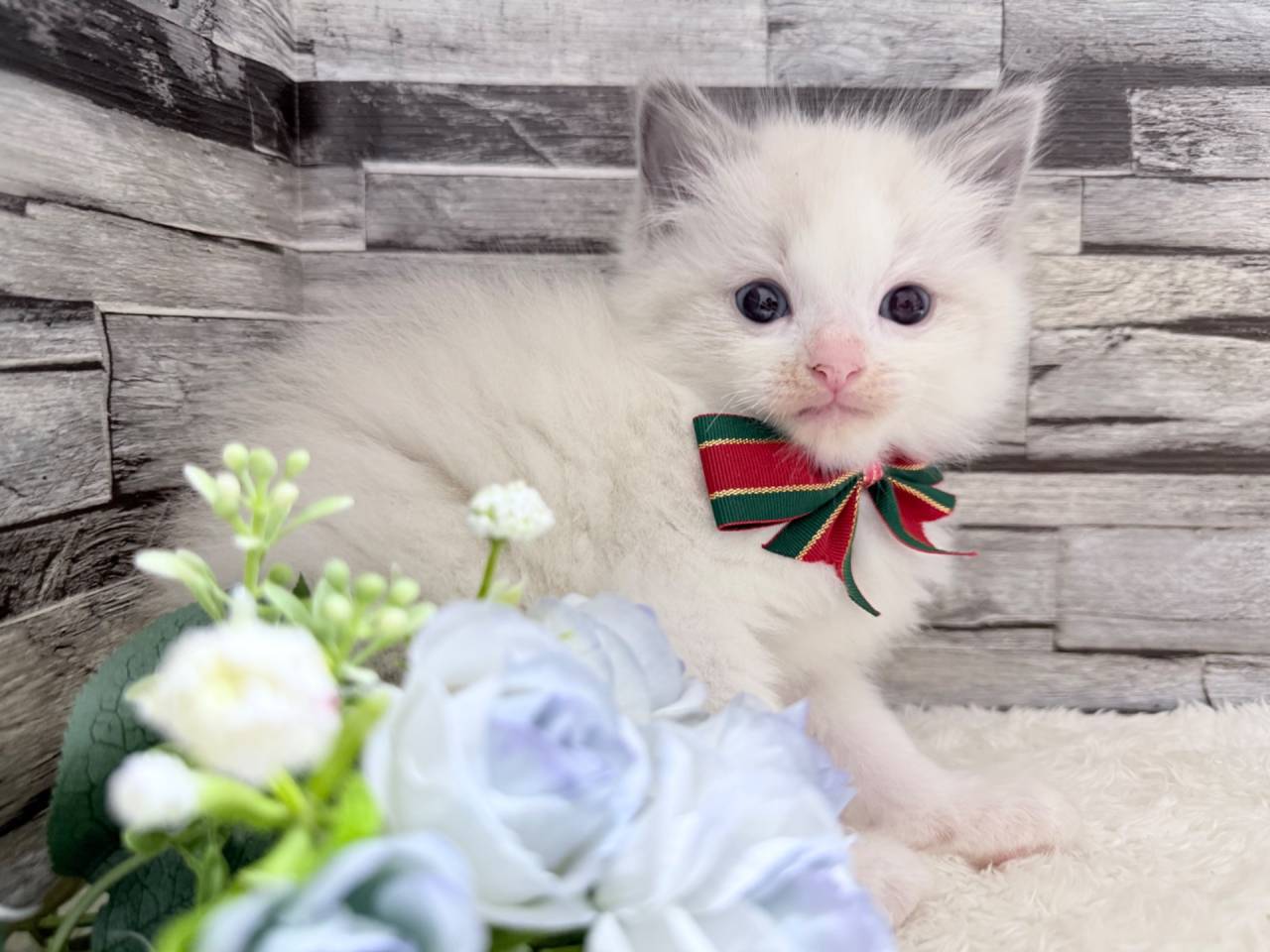 【茨城県】ラグドール/ブルーポイントバイカラーの男の子