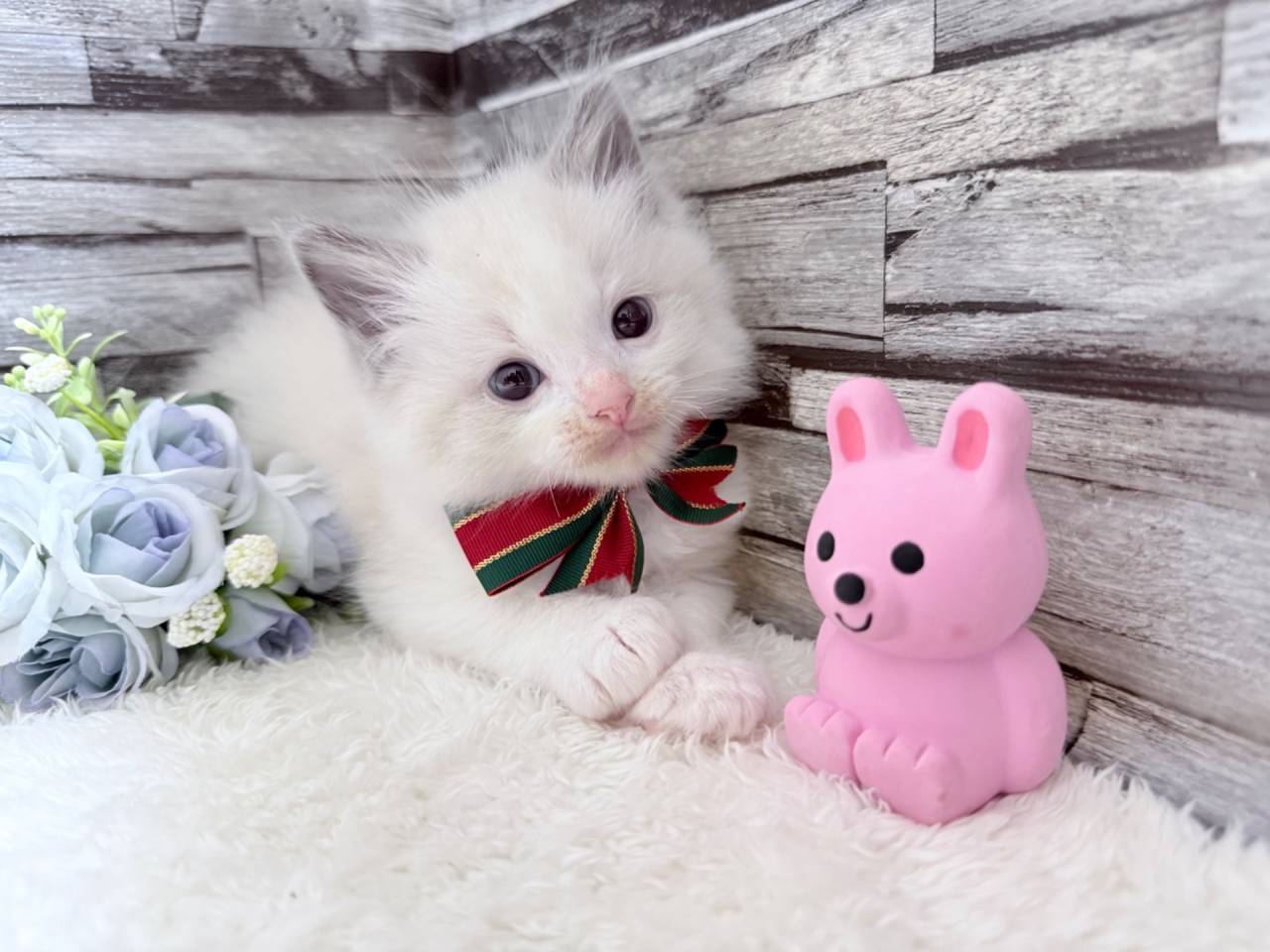 ラグドール（男の子）