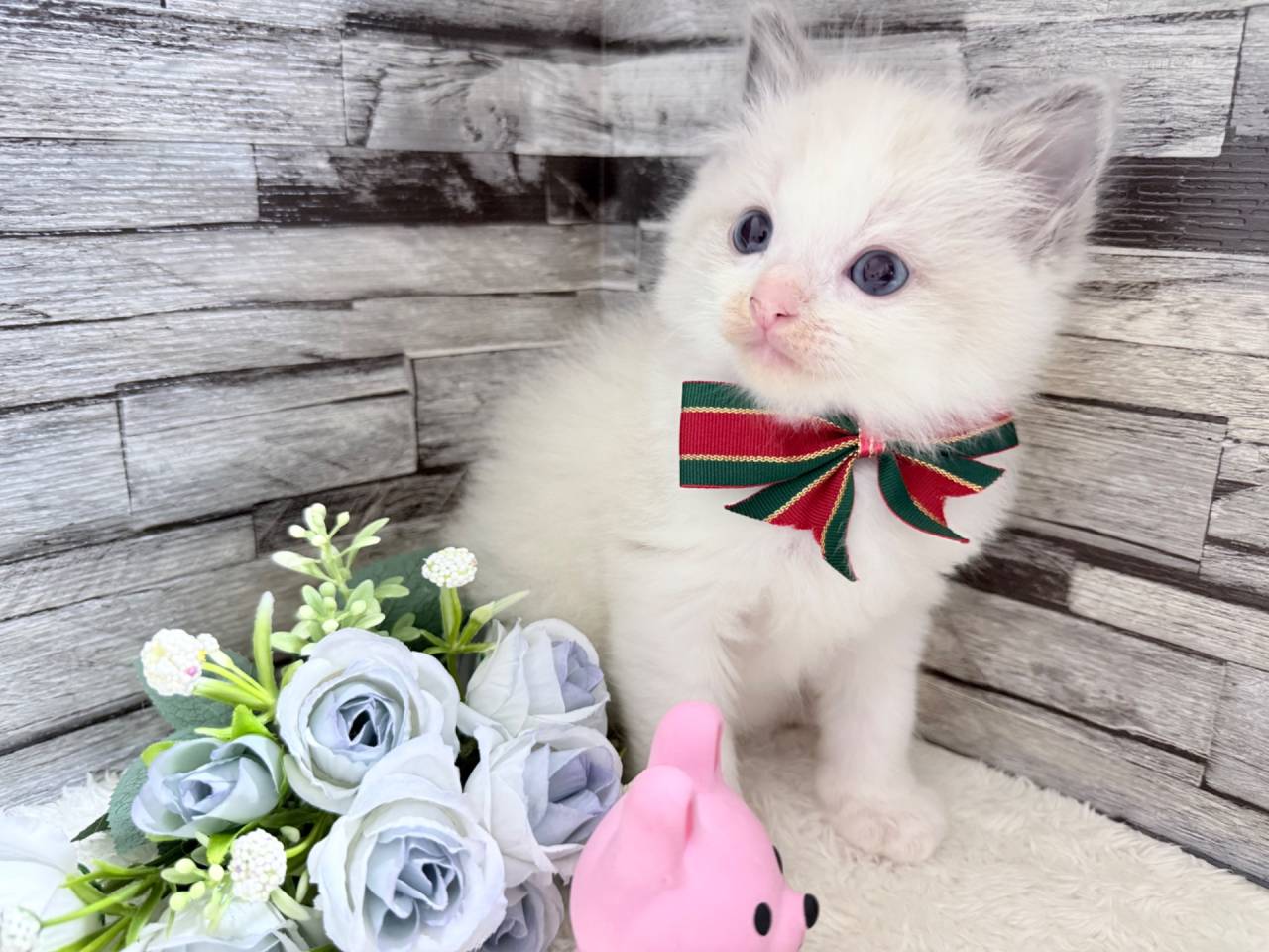 ラグドール（男の子）