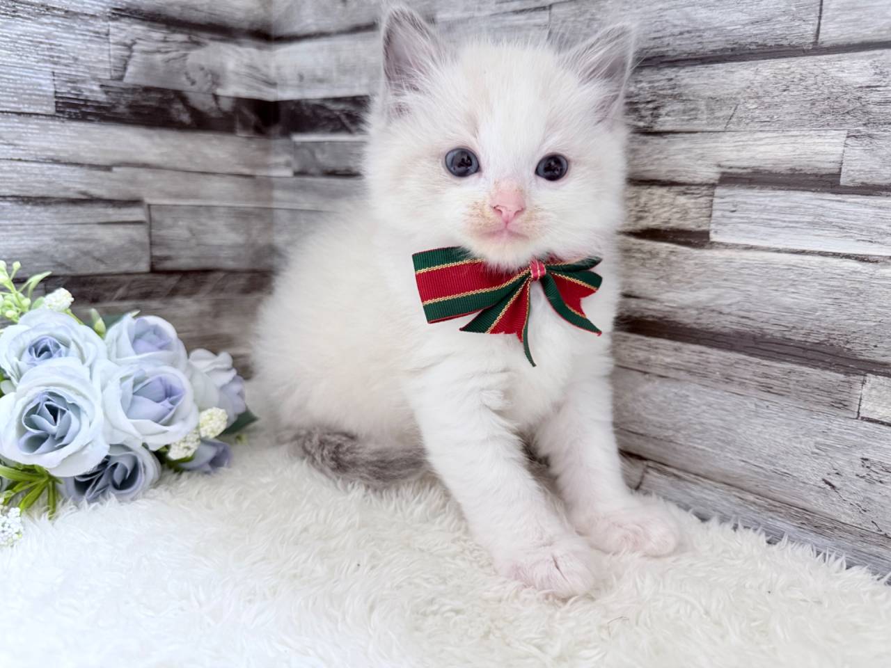 ラグドール（男の子）