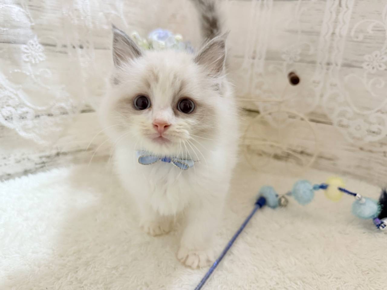 ラグドール（男の子）