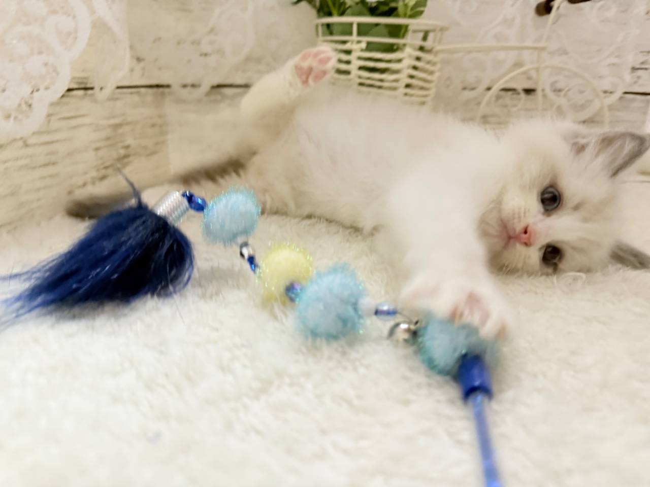 ラグドール（男の子）