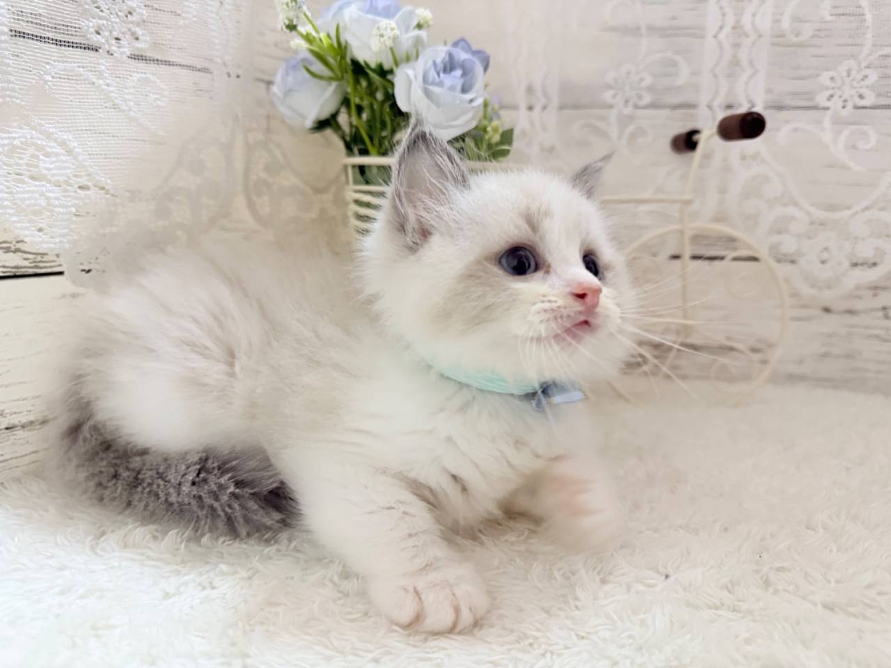 ラグドール（男の子）