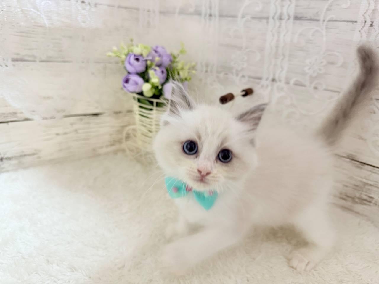 ラグドール（男の子）