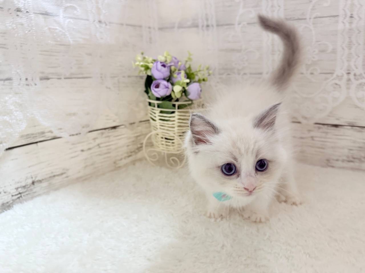 ラグドール（男の子）