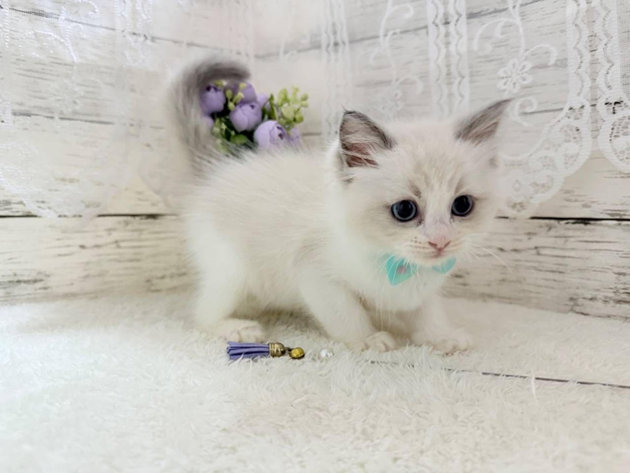 ラグドール（男の子）