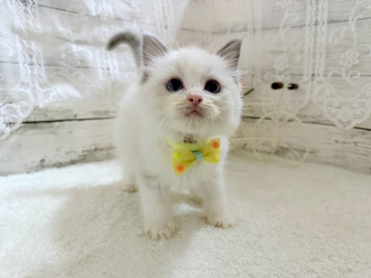 ラグドール（男の子）