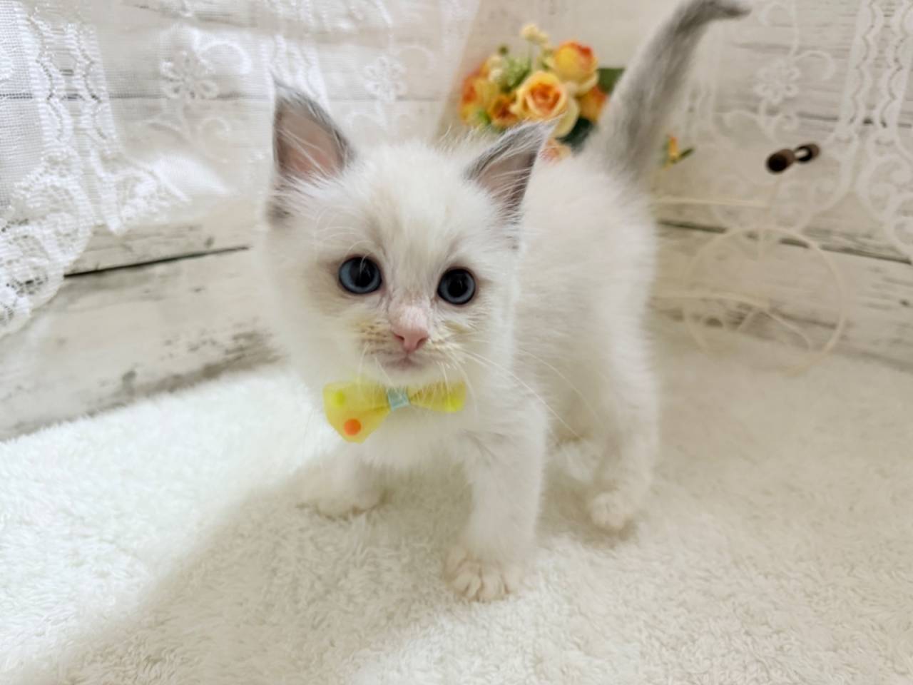 ラグドール（男の子）