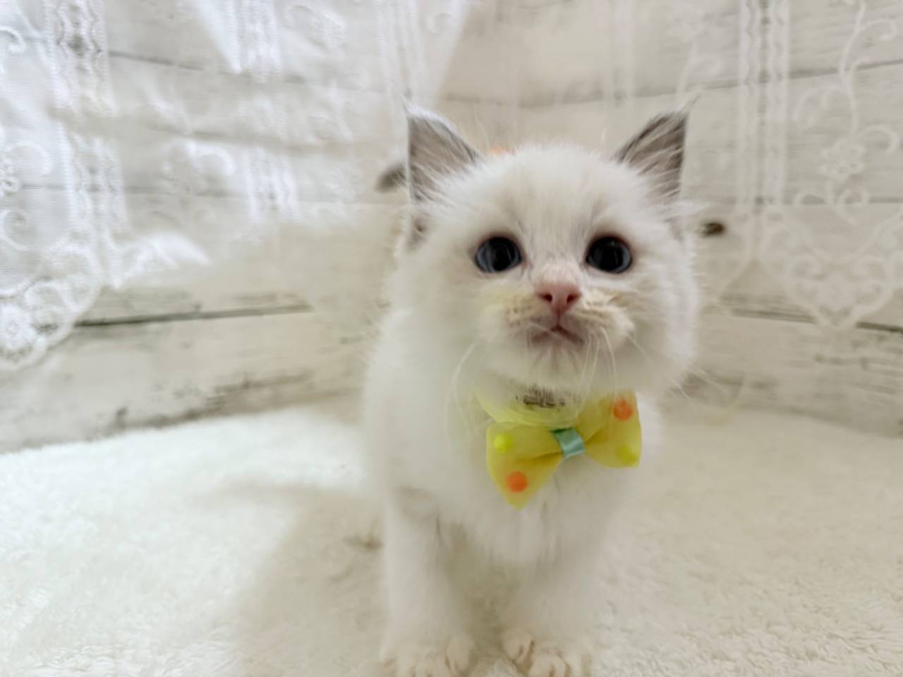 ラグドール（男の子）