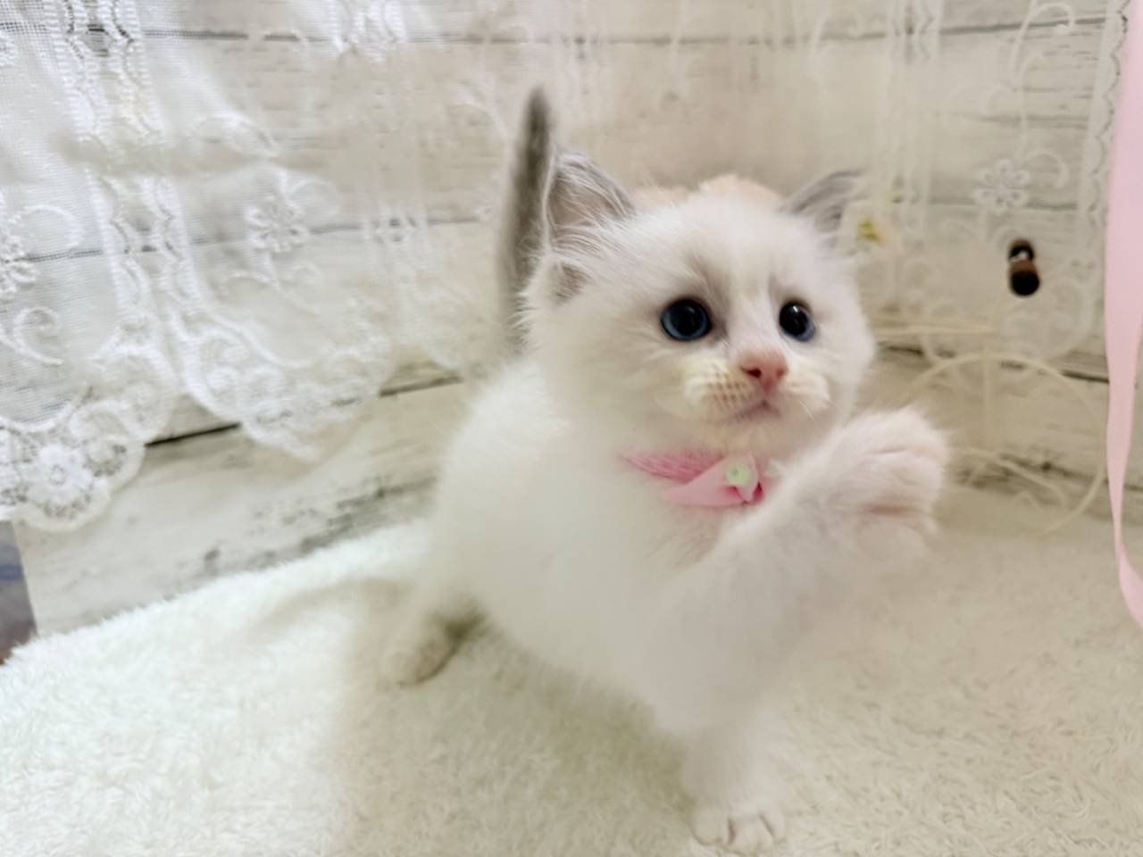 ラグドール（女の子）