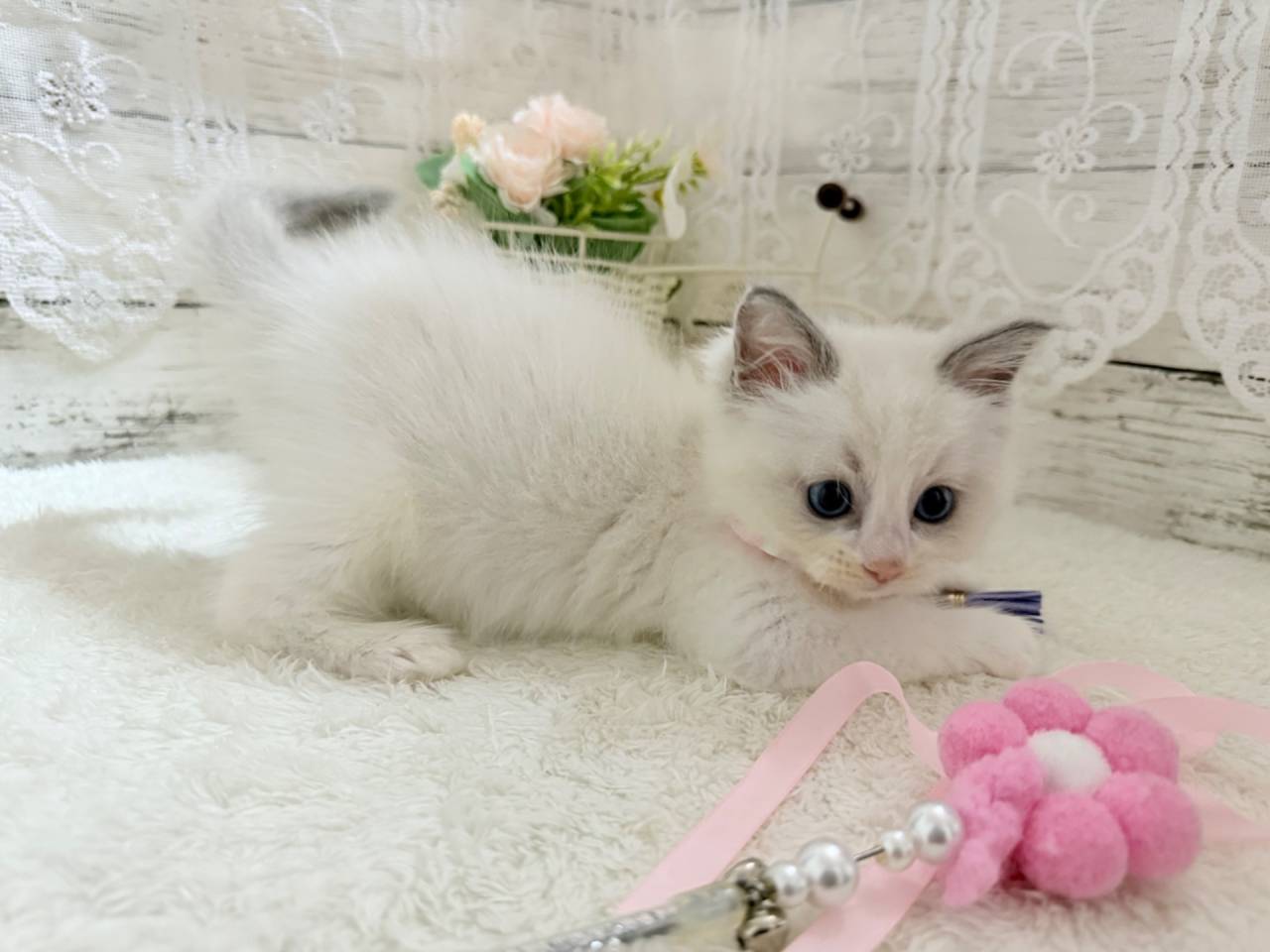 ラグドール（女の子）