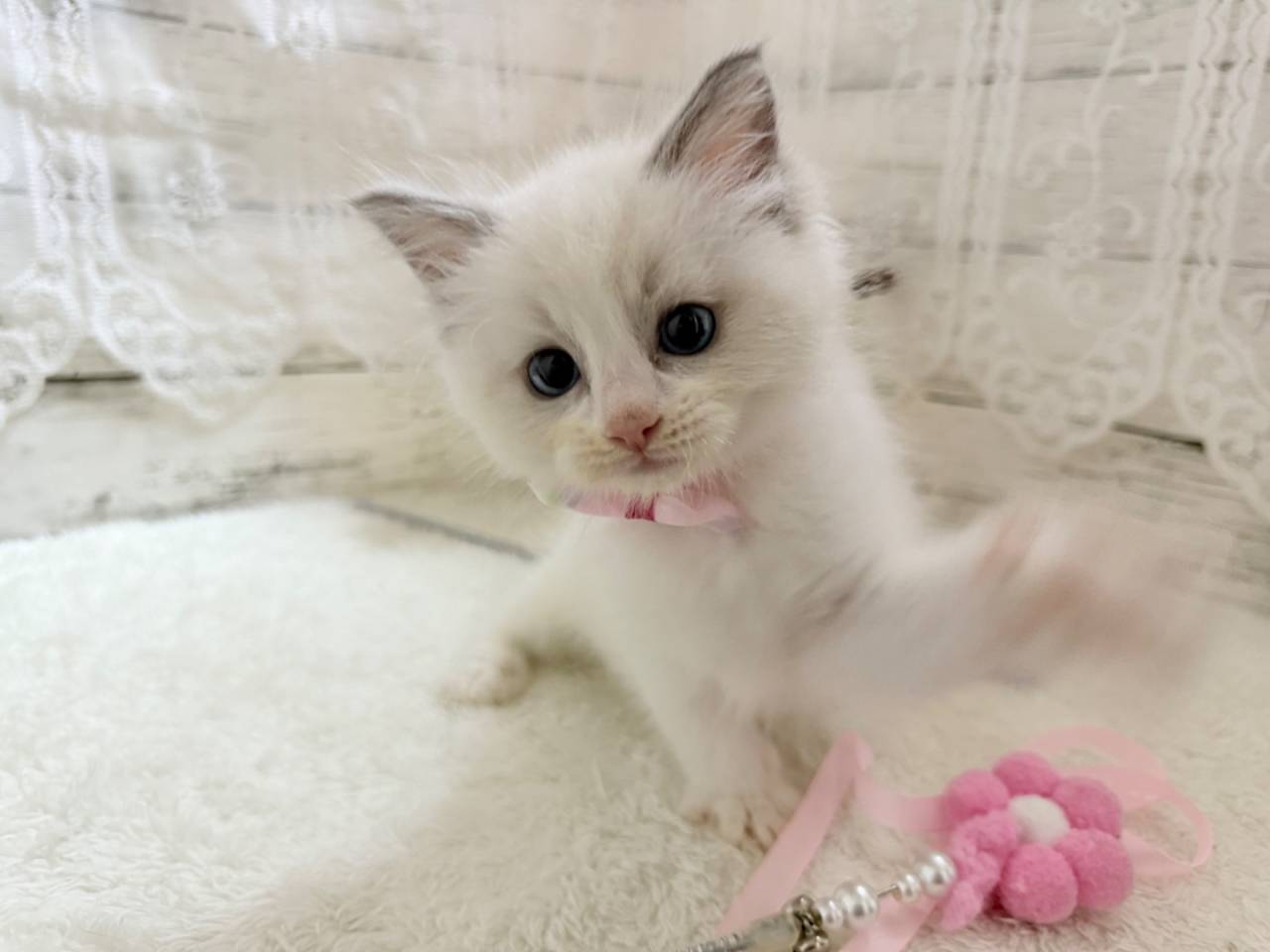 ラグドール（女の子）