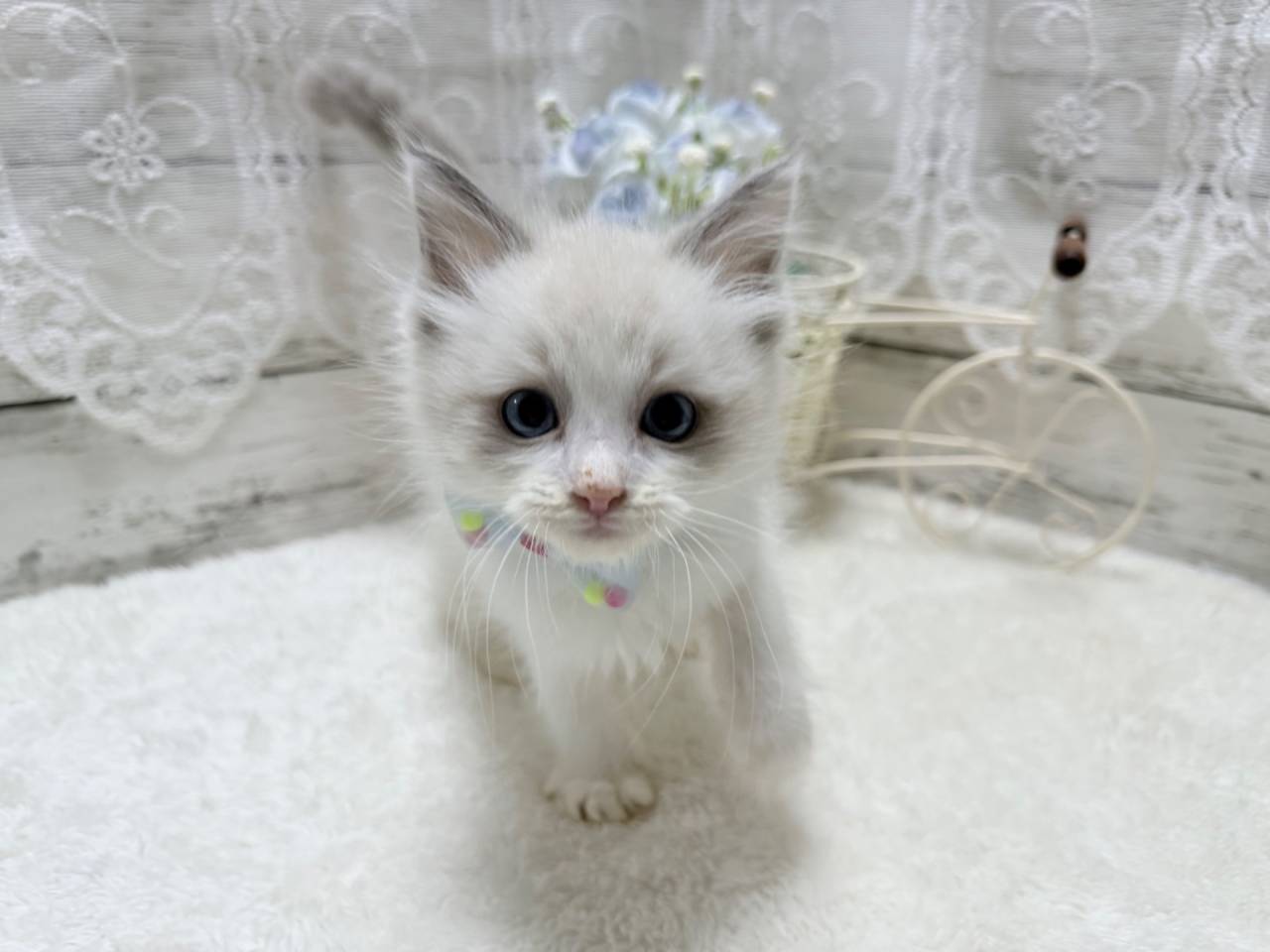 ラグドール（男の子）