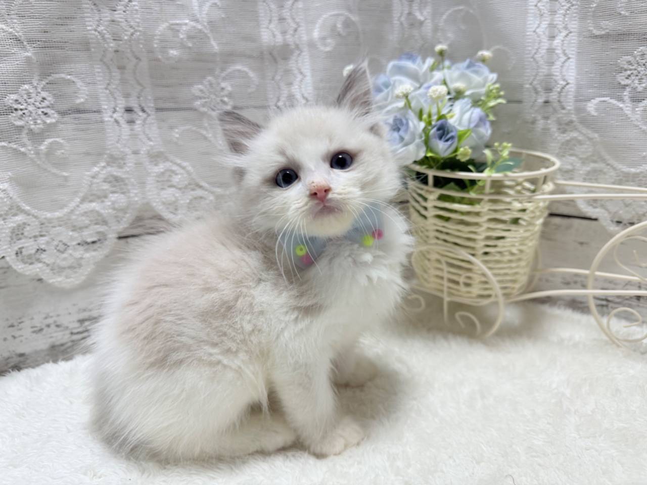 ラグドール（男の子）