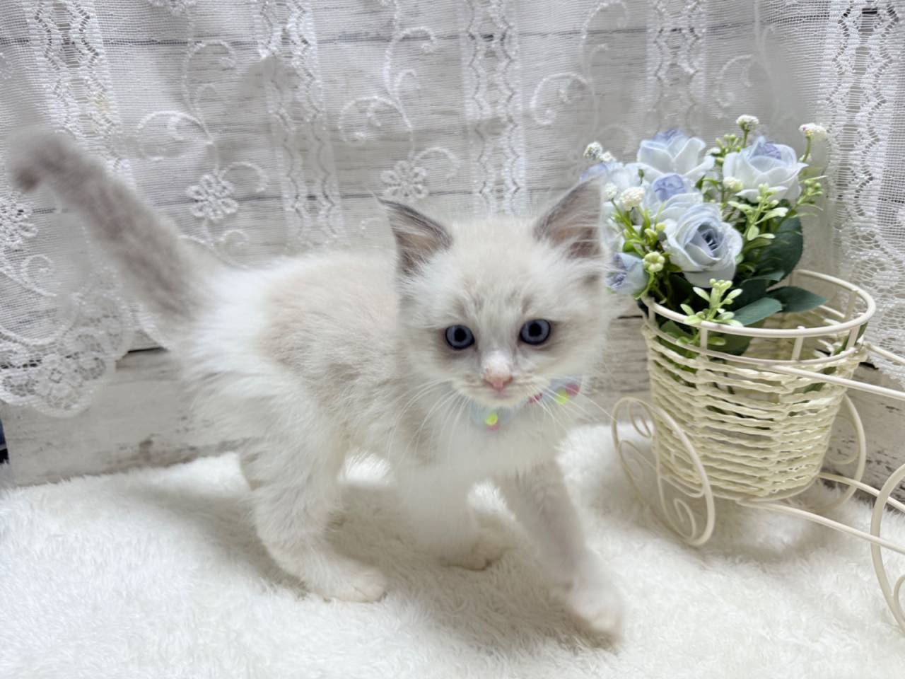 ラグドール（男の子）