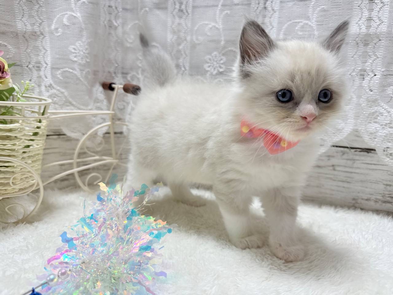 ラグドール（男の子）