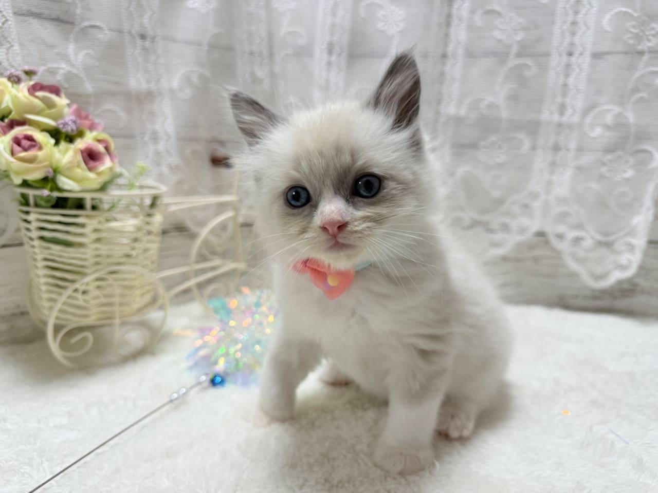 ラグドール（男の子）