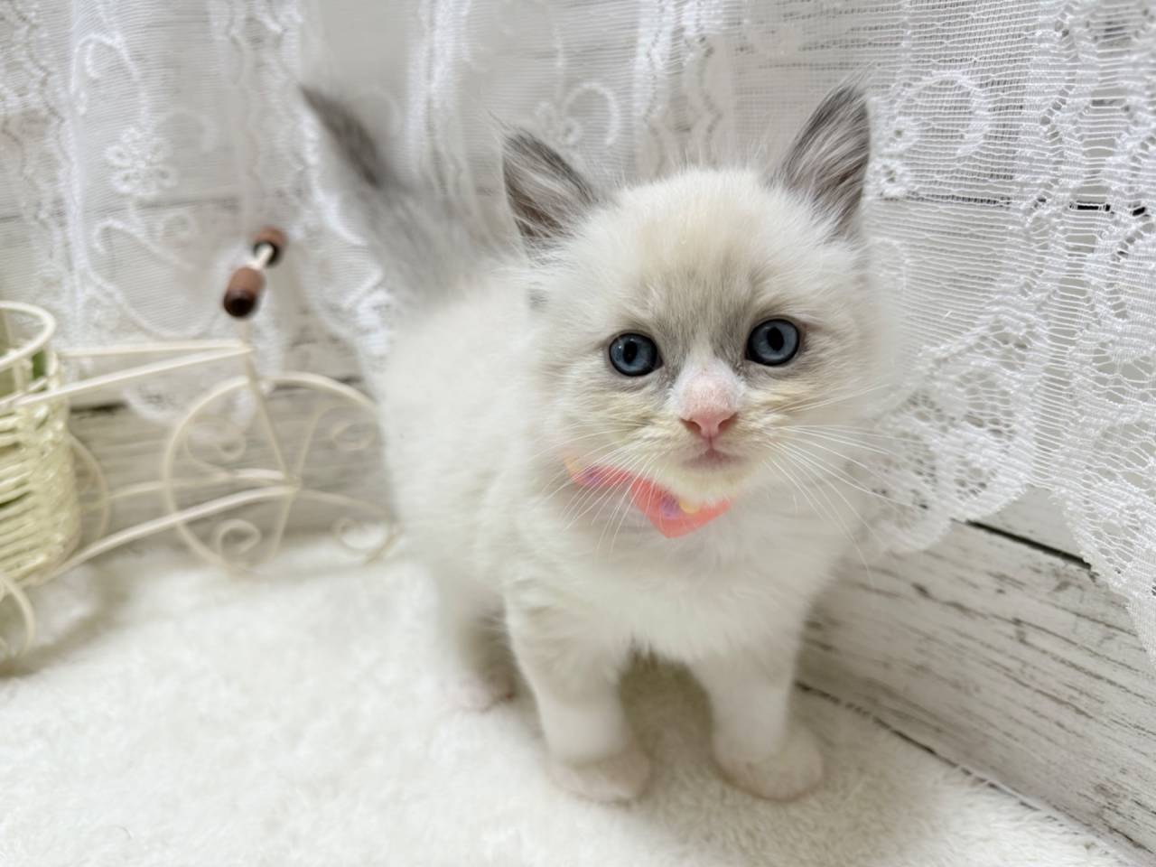 ラグドール（男の子）