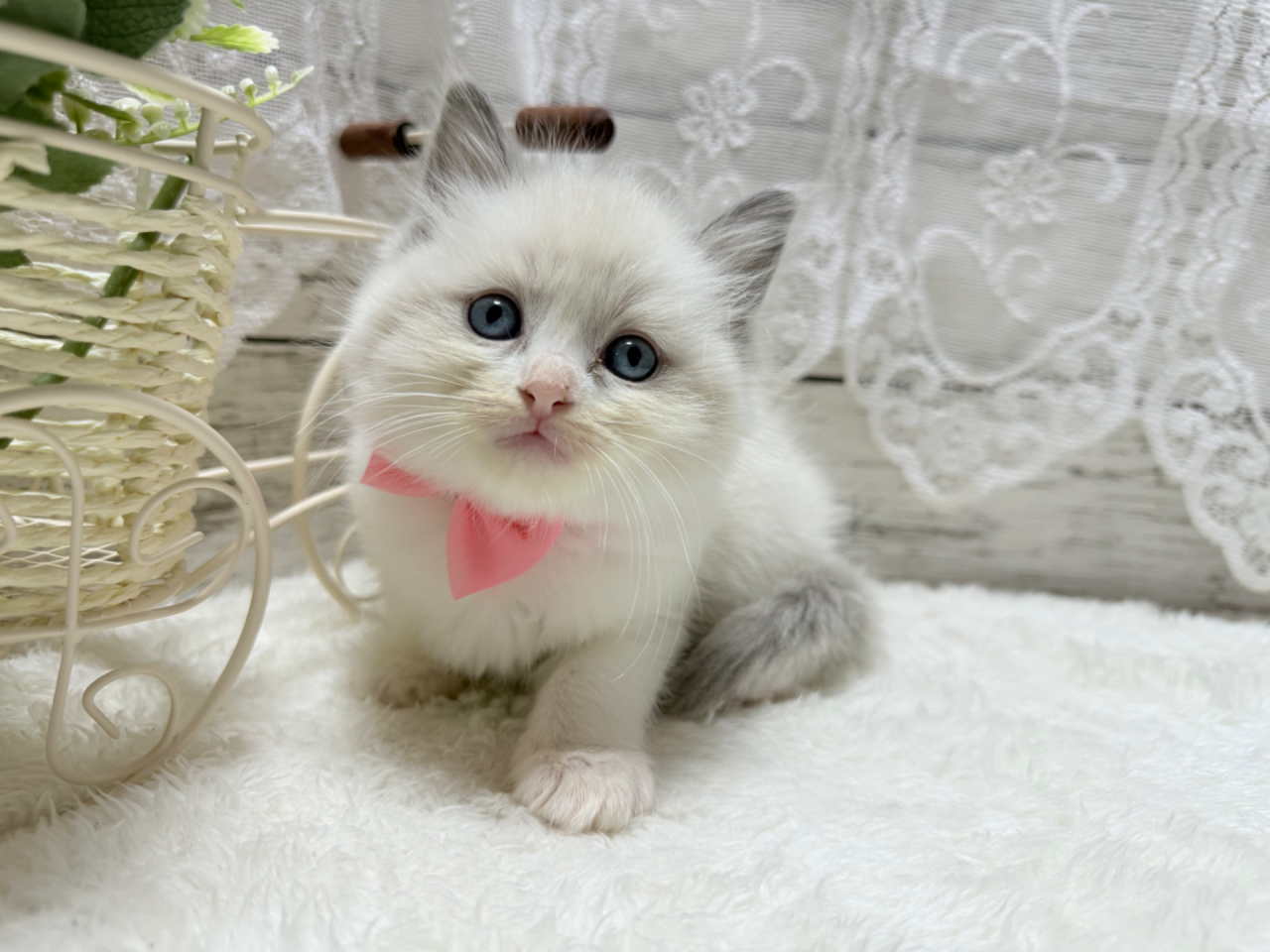 ラグドール（女の子）