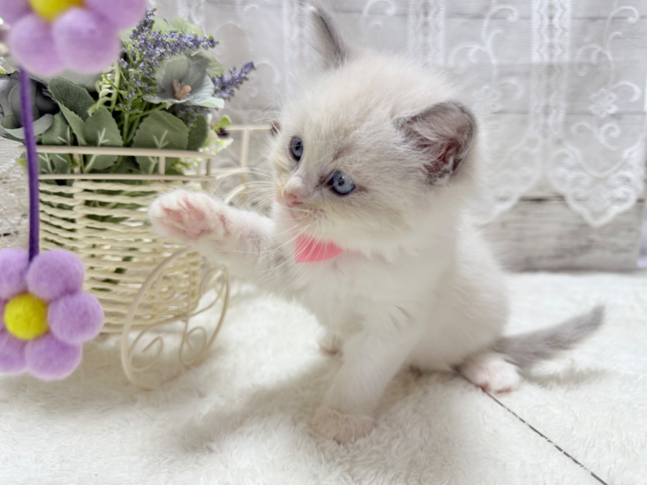 ラグドール（女の子）