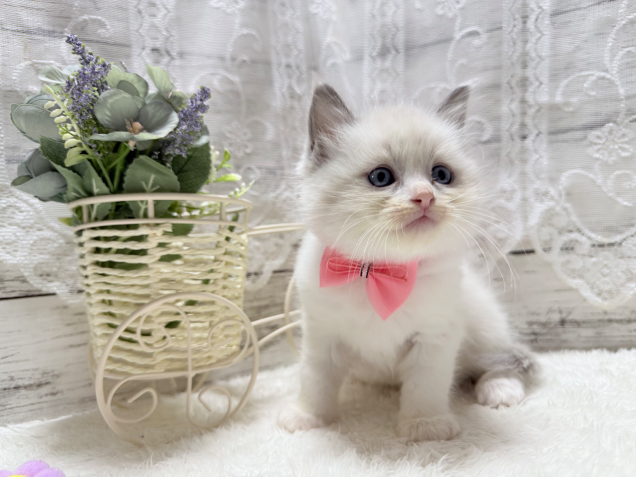 ラグドール（女の子）