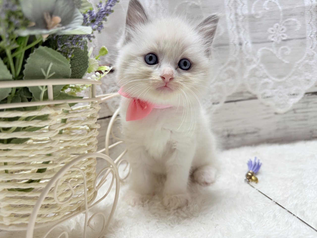 ラグドール（女の子）