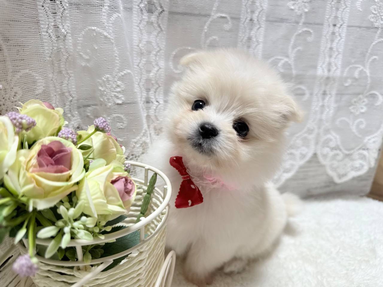 ポメマル（ポメラニアン×マルチーズ、女の子）