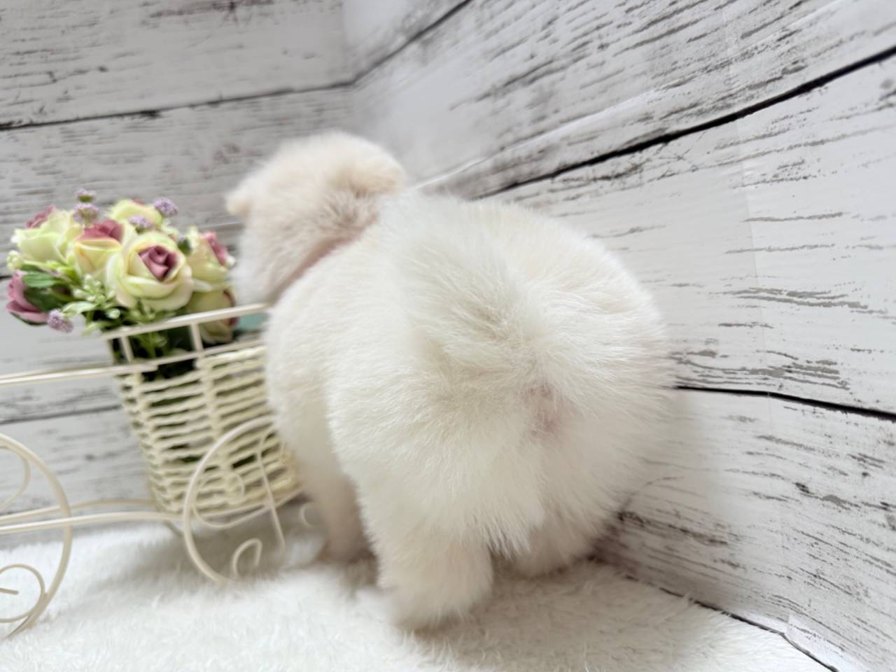 ポメマル（ポメラニアン×マルチーズ、女の子）