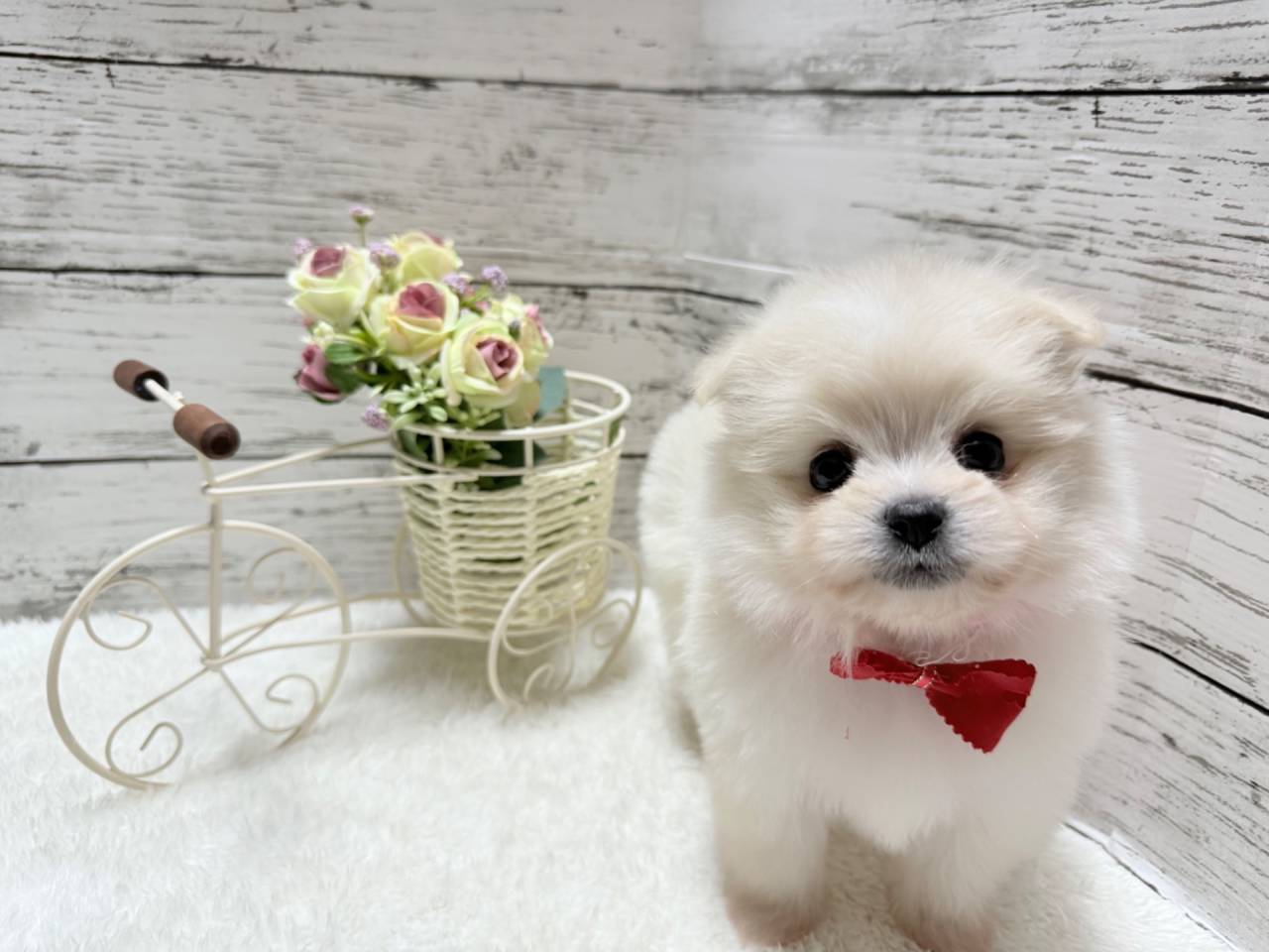 ポメマル（ポメラニアン×マルチーズ、女の子）