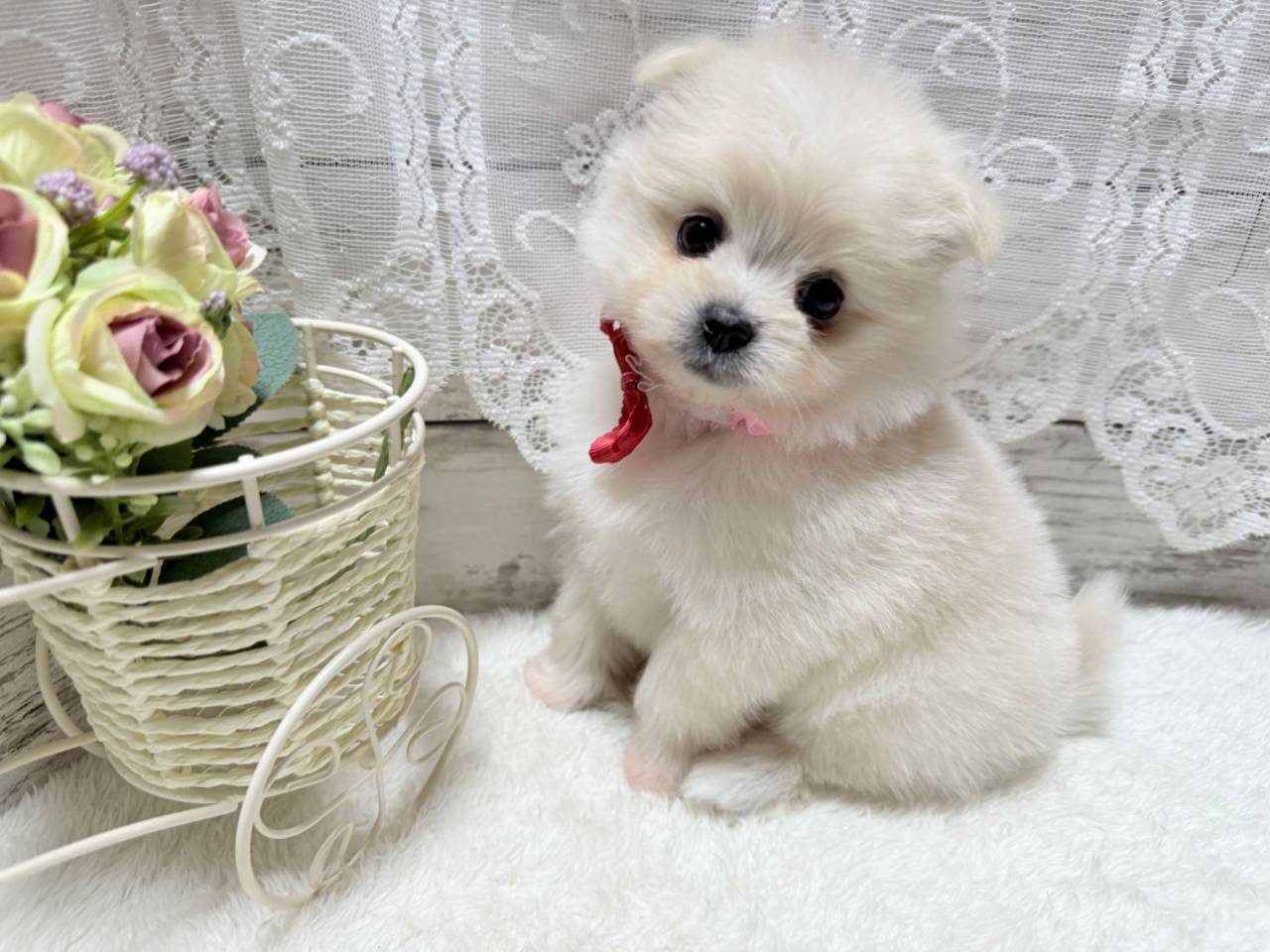 ポメマル（ポメラニアン×マルチーズ、女の子）