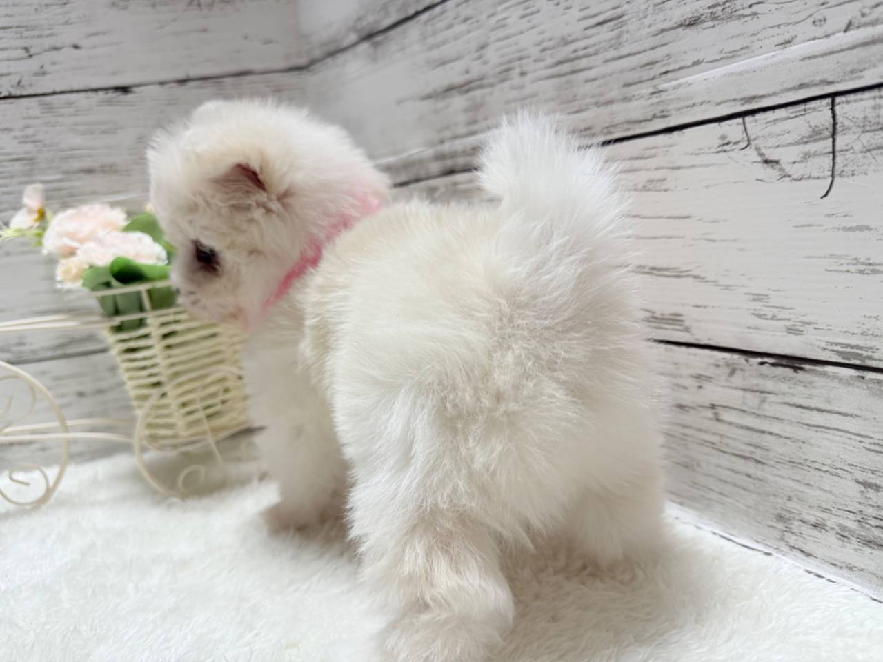 ポメマル（ポメラニアン×マルチーズ、女の子）