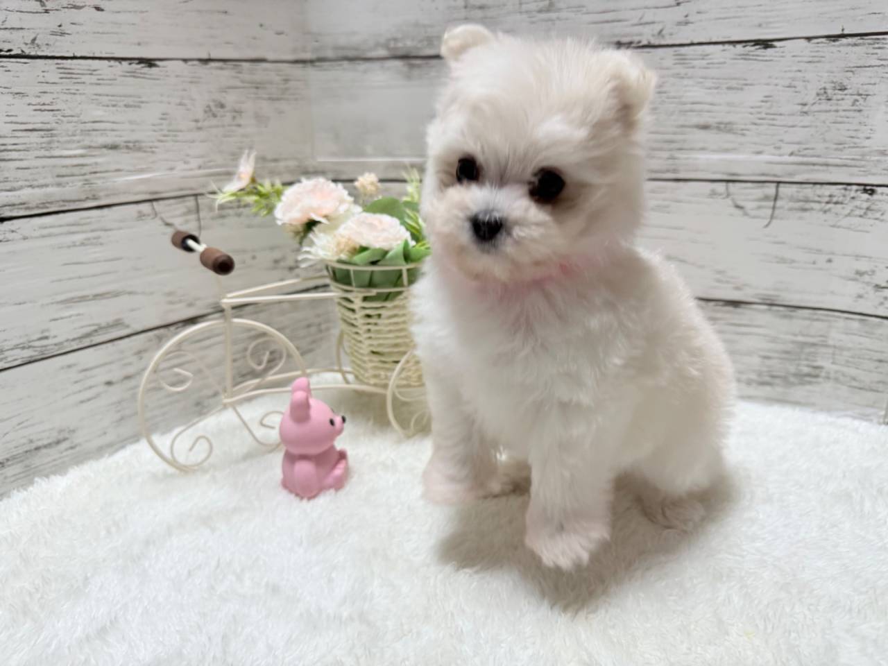 ポメマル（ポメラニアン×マルチーズ、女の子）