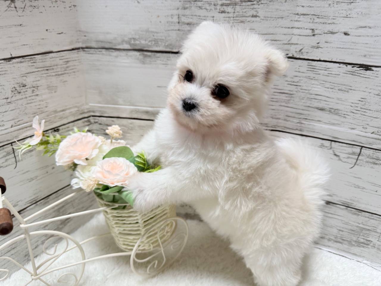 ポメマル（ポメラニアン×マルチーズ、女の子）